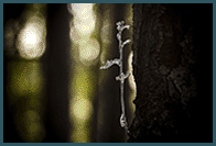 II miejsce w og�lnopolskim konkursie Fotograf Roku 2016 ZPFP :: kategoria ro�liny, grzyby, �luzowce, mchy i porosty :: <a style='text-decoration:none;' href='http://www.zpfp.pl/galerie/fotograf-roku/category/1402-2016' target='_blank'><font color='#a3ebfe'><b>PO�WIATA</b></font></a>