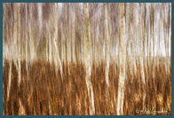 II miejsce w konkursie Fotograf Roku 2015 ZPFP Okr�g Mazowiecki :: kategoria impresje :: <a style='text-decoration:none;' href='https://www.facebook.com/media/set/?set=a.942885669064346.1073741852.109647999054788&type=1' target='_blank'><font color='#a3ebfe'><b>BRZOZOWA IMPRESJA</b></font></a>