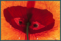 III miejsce w konkursie Walory natury Wis�y warszawskiej :: 2013 :: <a style='text-decoration:none;' href='http://wisla.zpfp.blink.pl/konkurs/' target='_blank'><font color='#a3ebfe'><b>MASKA</b></font></a>